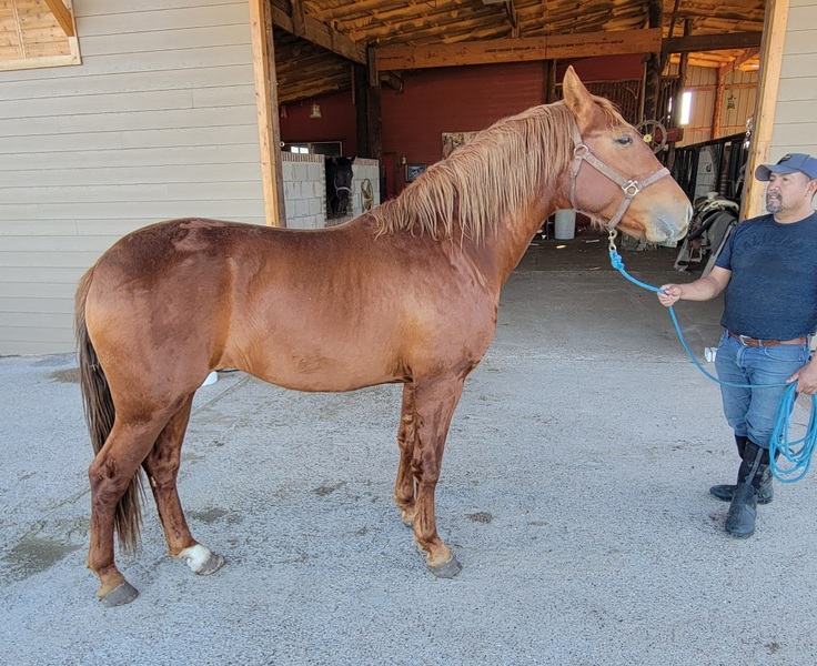 2020 Chestnut ANCCE Inscribed Colt