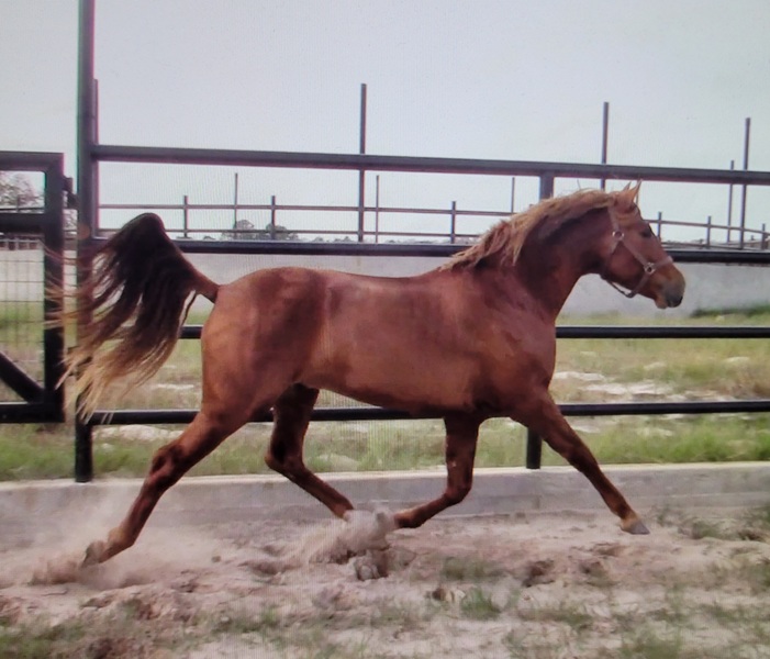 2020 Chestnut ANCCE Inscribed Colt