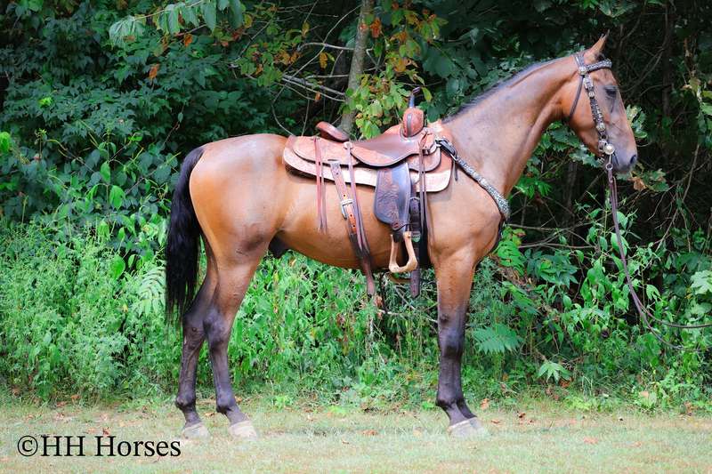 GENTLE, PRETTY, STYLISH REGISTERED BAY MORGAN GELDING, RIDES AND DRIVES, SMART
