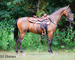GENTLE, PRETTY, STYLISH REGISTERED BAY MORGAN GELDING, RIDES AND DRIVES, SMART