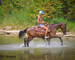 GENTLE, PRETTY, STYLISH REGISTERED BAY MORGAN GELDING, RIDES AND DRIVES, SMART