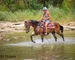GENTLE, PRETTY, STYLISH REGISTERED BAY MORGAN GELDING, RIDES AND DRIVES, SMART