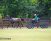 GENTLE, PRETTY, STYLISH REGISTERED BAY MORGAN GELDING, RIDES AND DRIVES, SMART
