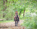 GENTLE, PRETTY, STYLISH REGISTERED BAY MORGAN GELDING, RIDES AND DRIVES, SMART