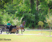 GENTLE, PRETTY, STYLISH REGISTERED BAY MORGAN GELDING, RIDES AND DRIVES, SMART