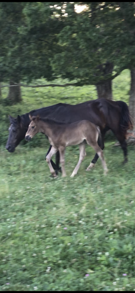 Beautiful Well Bred Black Weanling Filly 