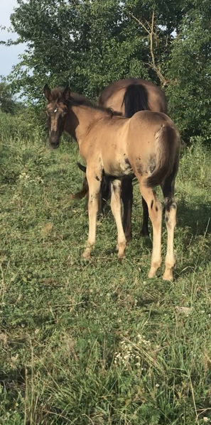 Beautiful Well Bred Black Weanling Filly 