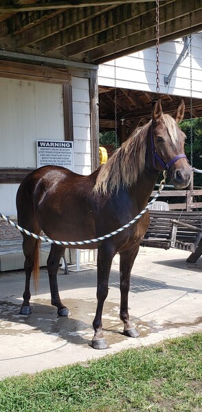 Chocolate More Whoa Than Go Trail Horse