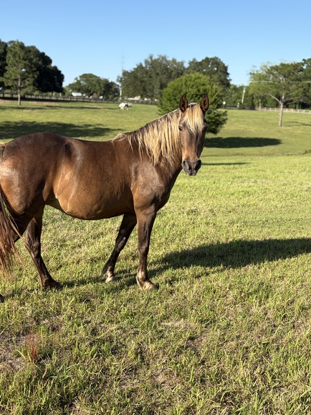 Chocolate More Whoa Than Go Trail Horse