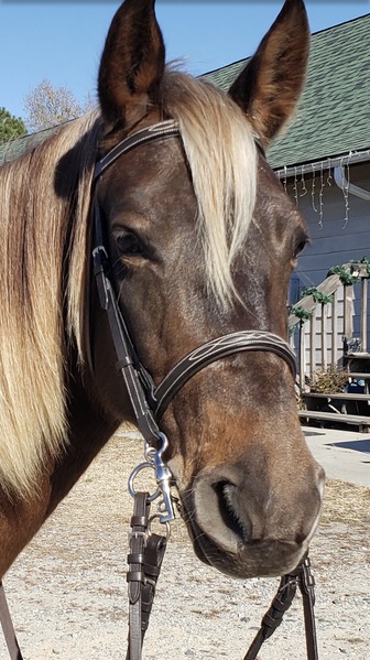 Chocolate More Whoa Than Go Trail Horse