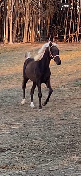Stunning Well Bred Yearling Chocolate Filly 