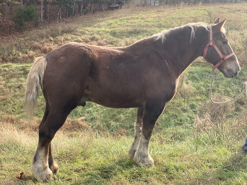 Beginner safe ride & drive draft gelding For Sale in Wake, North