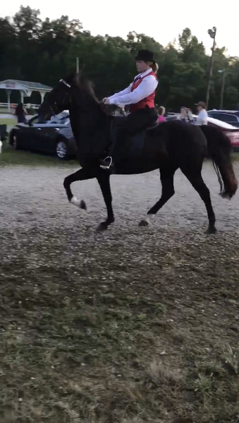 Flashy Well Gaited Trail/Show/Parade Horse
