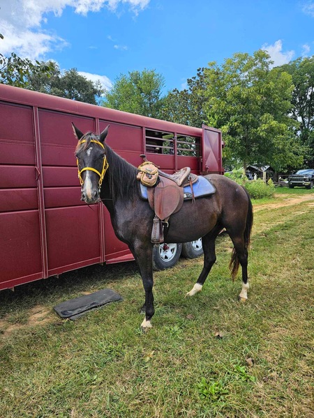 15H Smooth Gaited Trail Horse Deluxe