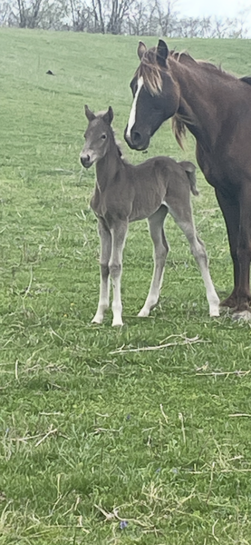 Beautiful Chocolate Weanling Filly