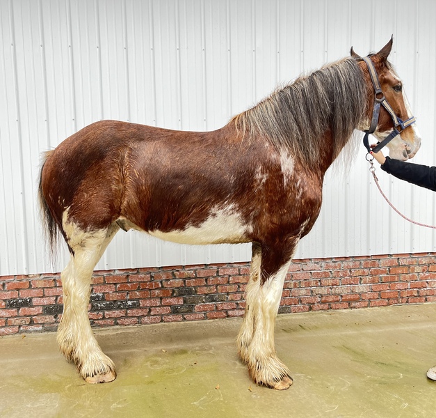 Young Clydesdale gelding 