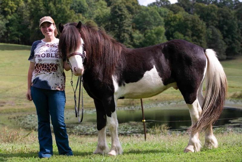 13.2 Stallion Unicorn!!