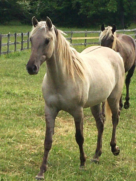Gorgeous Silver Grulla Mare 