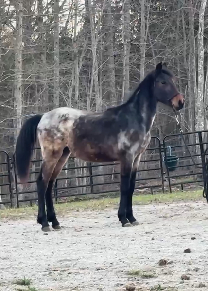 Gorgeous Bay Roan Yearling Filly