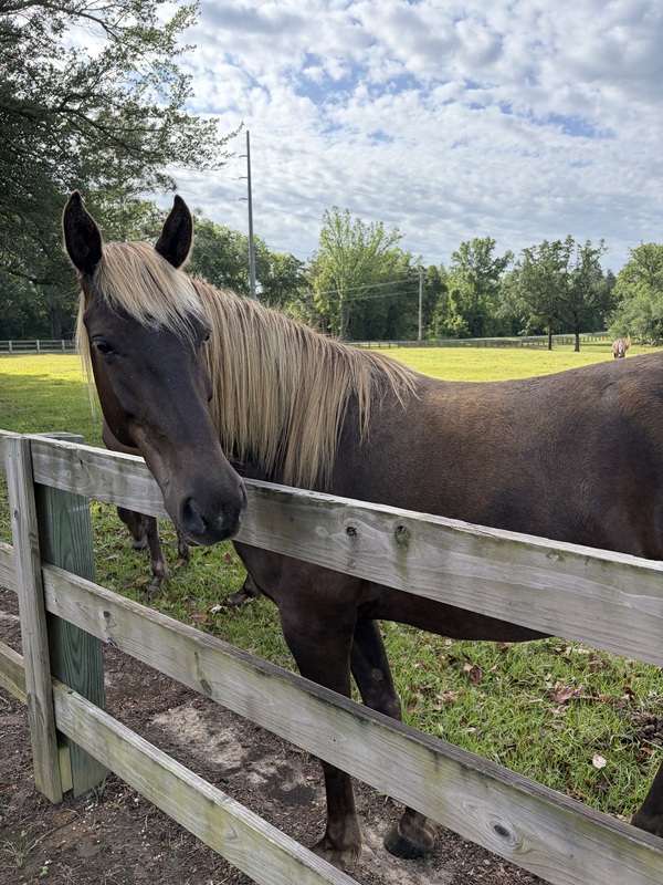 15.1 Easy To Ride Chocolate Neck Reining Trail Horse