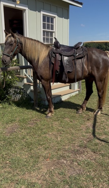 15.1 Easy To Ride Chocolate Neck Reining Trail Horse