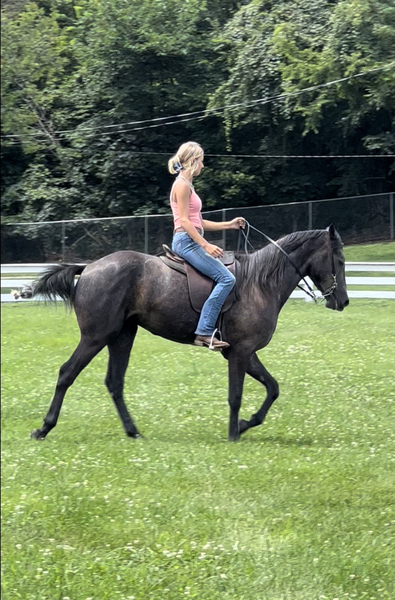 Bomb Proof Grey Neck Reining 3 Year Old Trail Horse
