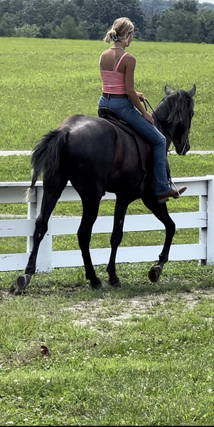 Bomb Proof Grey Neck Reining 3 Year Old Trail Horse