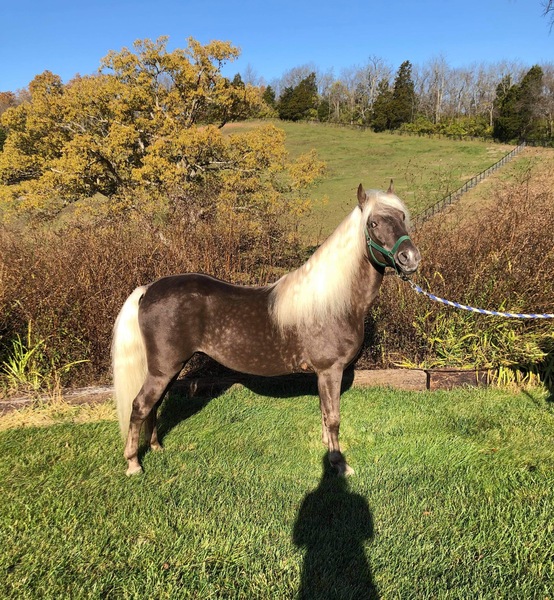 Stallion Rocky Mountain Horses for Sale