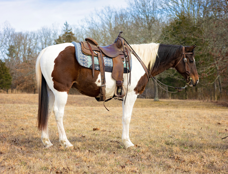 Online Auction Beautiful TriColor Paint Trail Riding