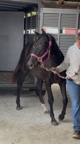 Stunning Well Bred Black Filly