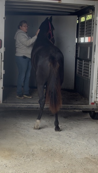 Stunning Well Bred Black Filly