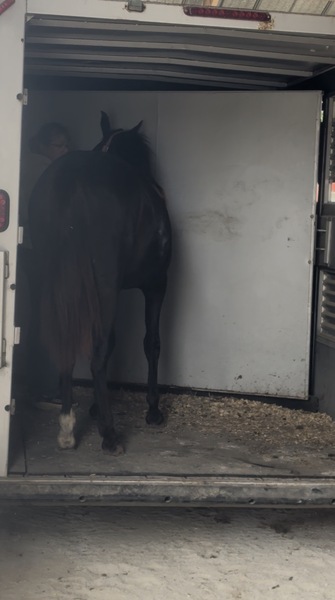 Stunning Well Bred Black Filly