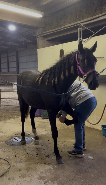 Stunning Well Bred Black Filly