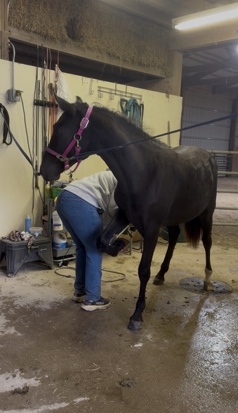 Stunning Well Bred Black Filly