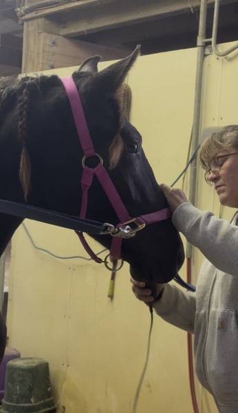 Stunning Well Bred Black Filly