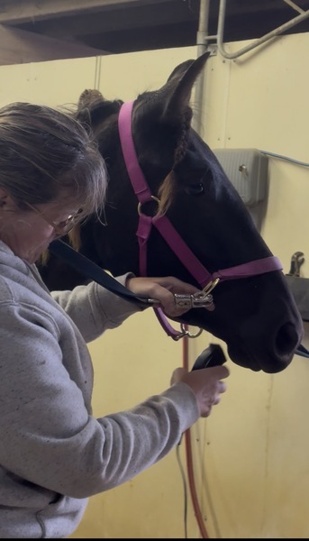 Stunning Well Bred Black Filly