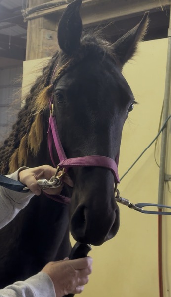 Stunning Well Bred Black Filly
