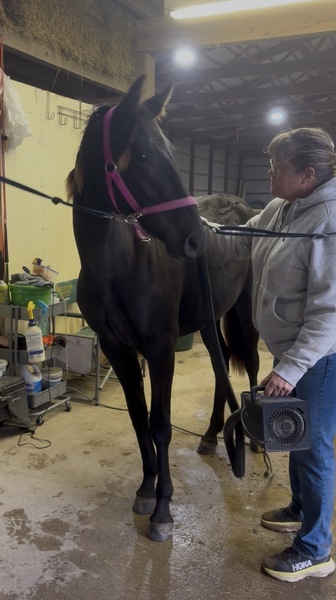 Stunning Well Bred Black Filly