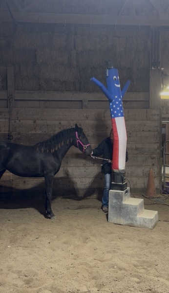 Stunning Well Bred Black Filly