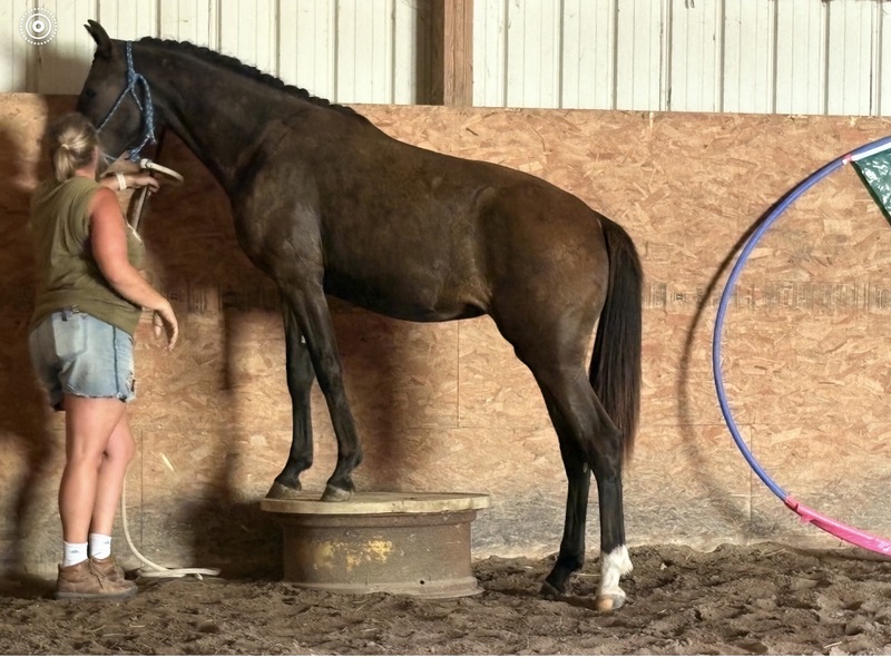 Stunning Well Bred Black Filly