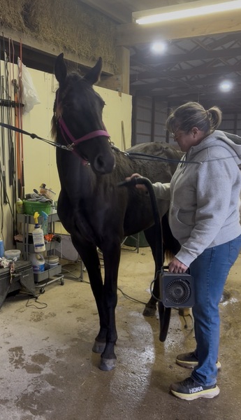 Stunning Well Bred Black Filly