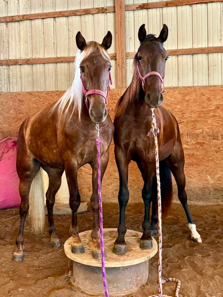 Stunning Well Bred Black Filly 