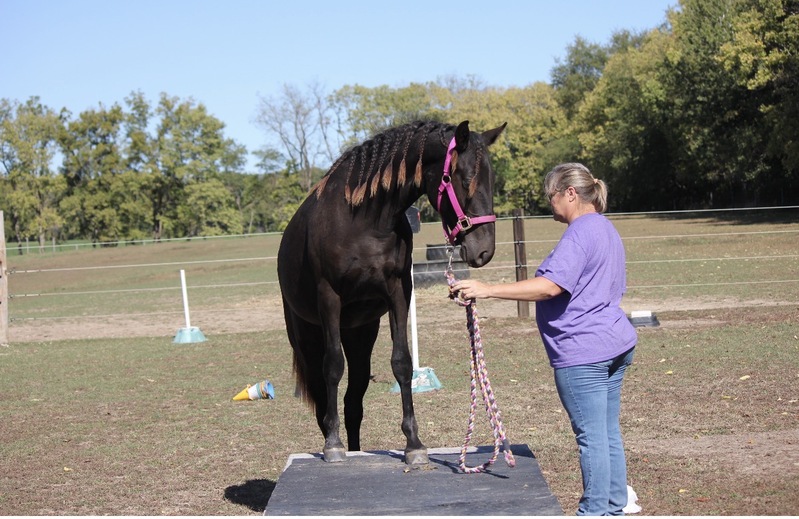 Stunning Well Bred Black Filly 