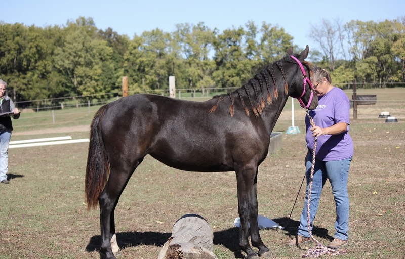 Stunning Well Bred Black Filly