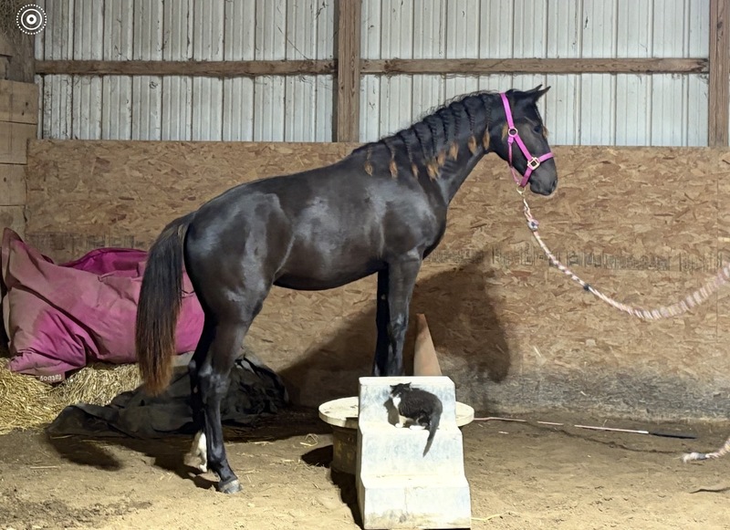 Stunning Well Bred Black Filly