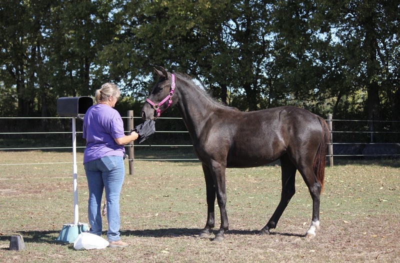 Stunning Well Bred Black Filly