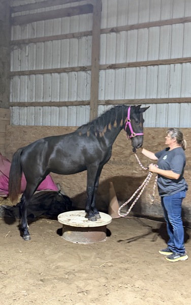 Stunning Well Bred Black Filly