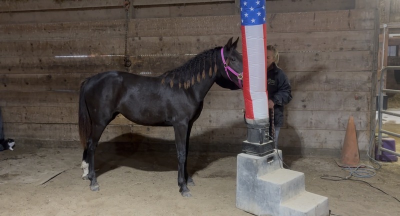 Stunning Well Bred Black Filly