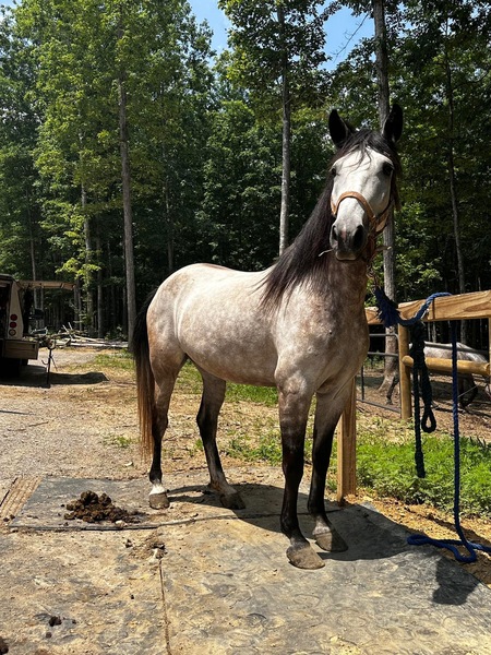 Gorgeous Stout Grey Trail Horse 