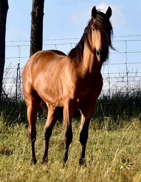KNGHA Proven Standing Stallion